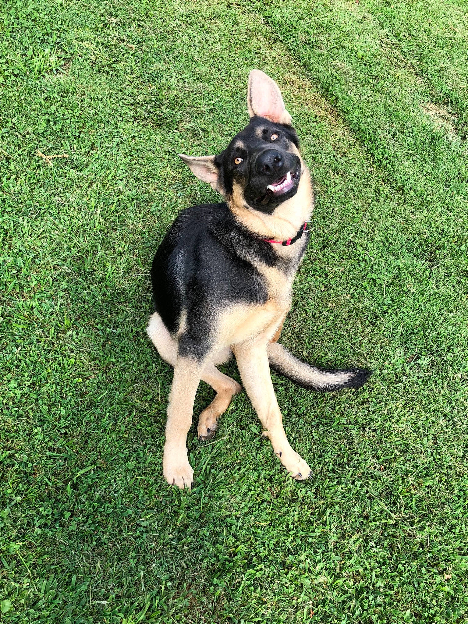 Kujo joined the competition — help win amazing prizes! canidae, carnivore, companion_dog, dog, dog_breed, east_european_shepherd, fawn, german_shepherd_dog, grass, mammal, rare_breed_dog, sporting_group, tail, vertebrate, working_dog
