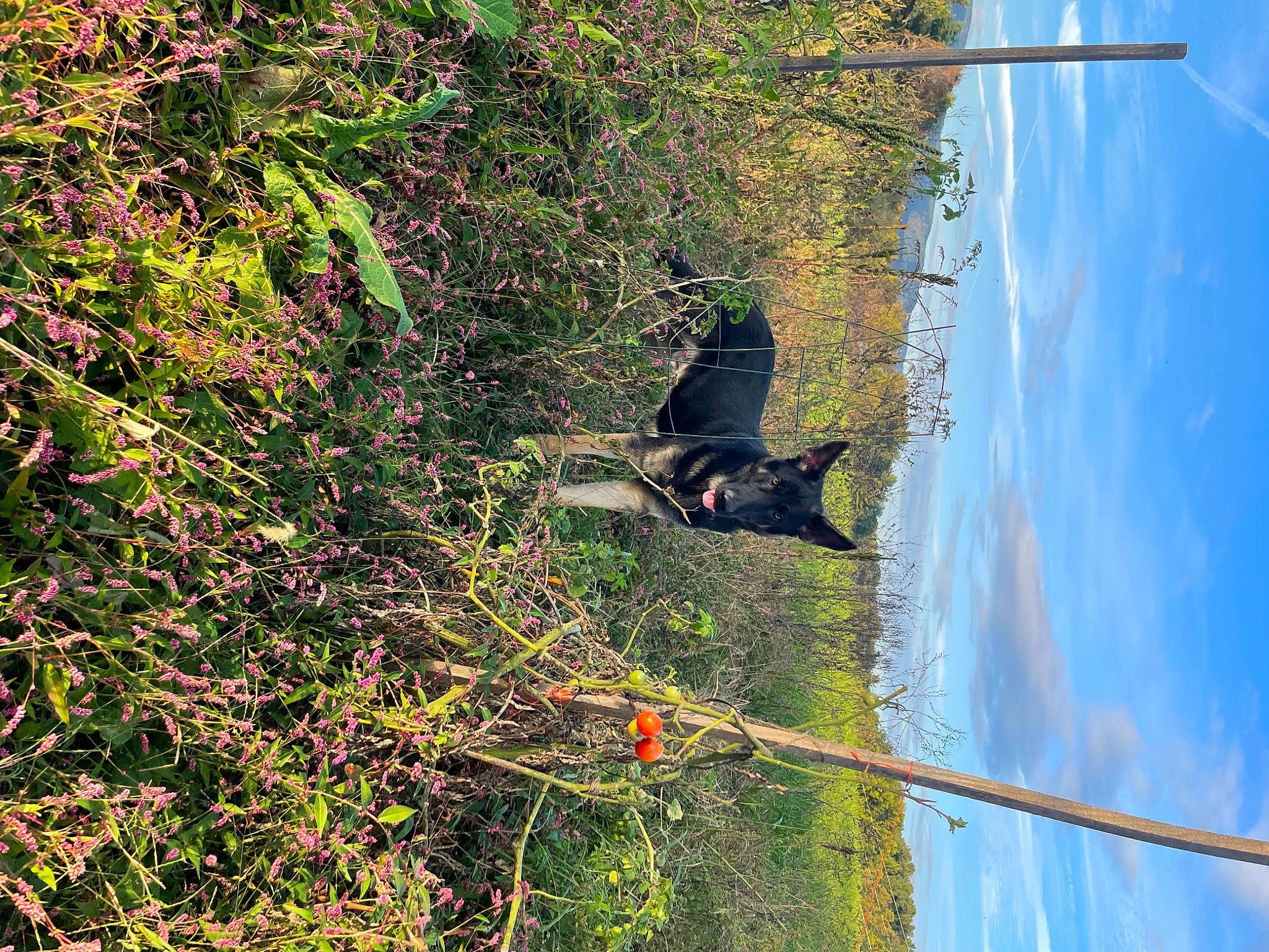 Zane is registered to the contest to win money with this photo: biome, branch, electricity, grass, groundcover, landscape, leaf, nature, overhead_power_line, plant, public_utility, shrub, sky, slope, tree, trunk, twig, vegetation, water, woody_plant