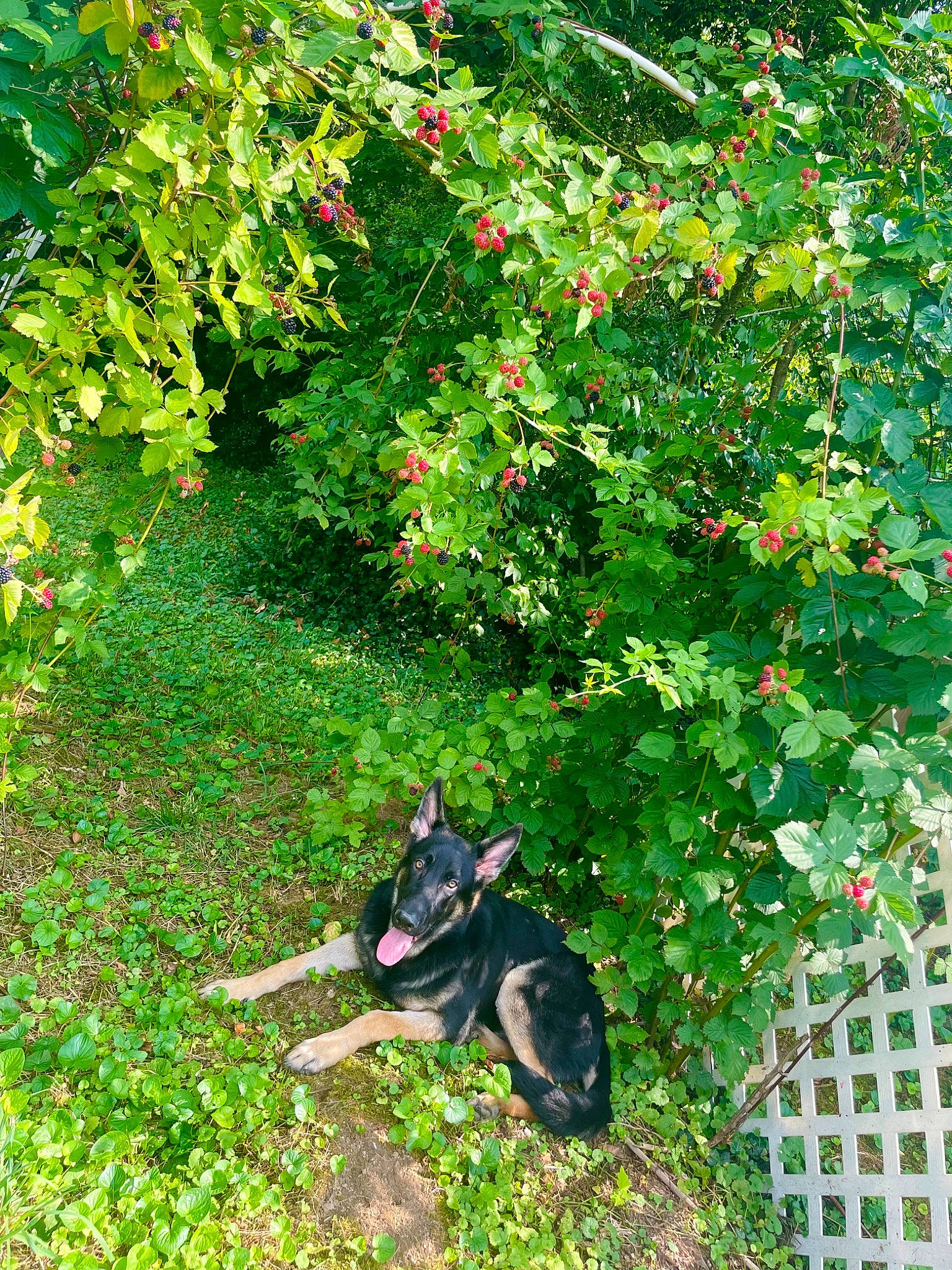 Zane joined the competition — help win amazing prizes! annual_plant, botany, carnivore, coquelicot, dog_breed, flower, flowering_plant, garden, gardening, grass, groundcover, plant, shrub, sporting_group, tail, terrestrial_animal, tree, window, woody_plant, yard