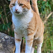 Ulysse a rejoint le concours — aidez-le/la à gagner de superbes lots ! alert, animal, cat, closeup, curious, ears, feline, fur, greenery, mammal, nature, orange_cat, outdoor, pet, rock, standing, tail, whiskers, white_cat, wildlife