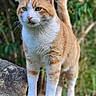 alert, animal, cat, closeup, curious, ears, feline, fur, greenery, mammal, nature, orange_cat, outdoor, pet, rock, standing, tail, whiskers, white_cat, wildlife