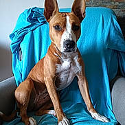 Taxie a rejoint le concours — aidez-le/la à gagner de superbes lots ! alert, animal, attentive, blue_blanket, brown_dog, canine, chair, companion, dog, domestic, ears, furniture, indoor, looking_at_camera, pet, portrait, relaxed, sitting, stone_wall, white_markings