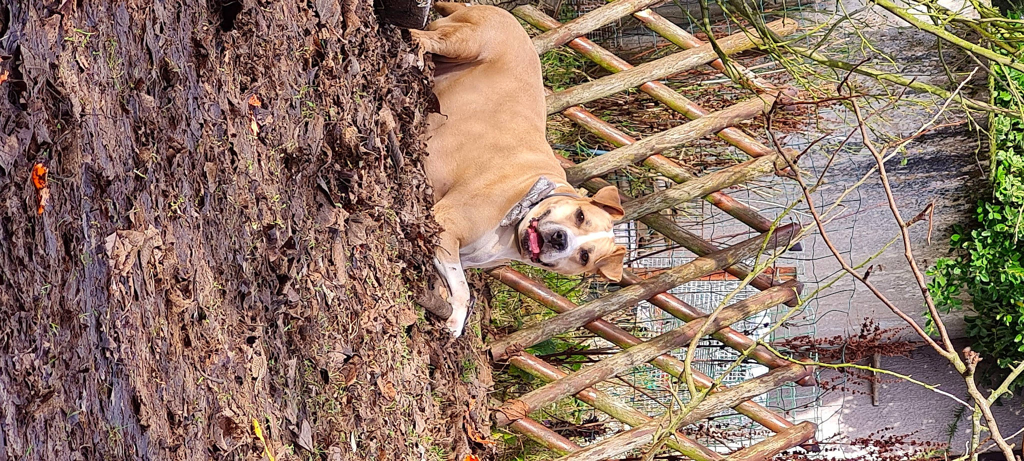 Dora participe au concours pour gagner de l'argent avec cette photo : canidae, carnivore, collar, companion_dog, dog, dog_breed, dog_collar, dog_supply, fawn, fence, grass, leash, pet_supply, plant, snout, sporting_group, tail, tree, twig, wood