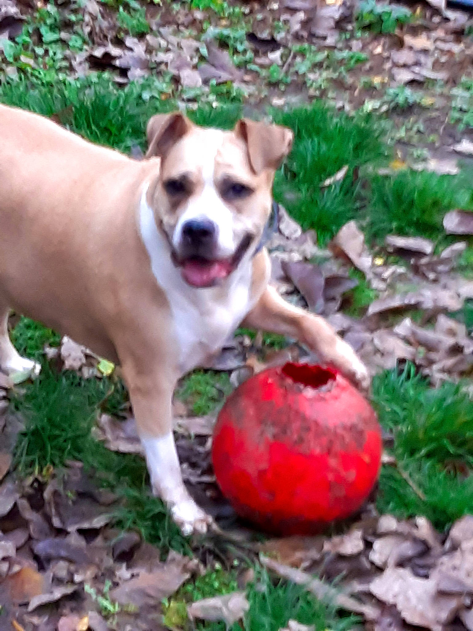 Dora a rejoint le concours — aidez-le/la à gagner de superbes lots ! american_pit_bull_terrier, american_staffordshire_terrier, australian_bulldog, ball, canidae, carnivore, companion_dog, dog, dog_breed, fawn, grass, mammal, non_sporting_group, pit_bull, plant, rare_breed_dog, snout, sporting_group, staffordshire_bull_terrier, vertebrate