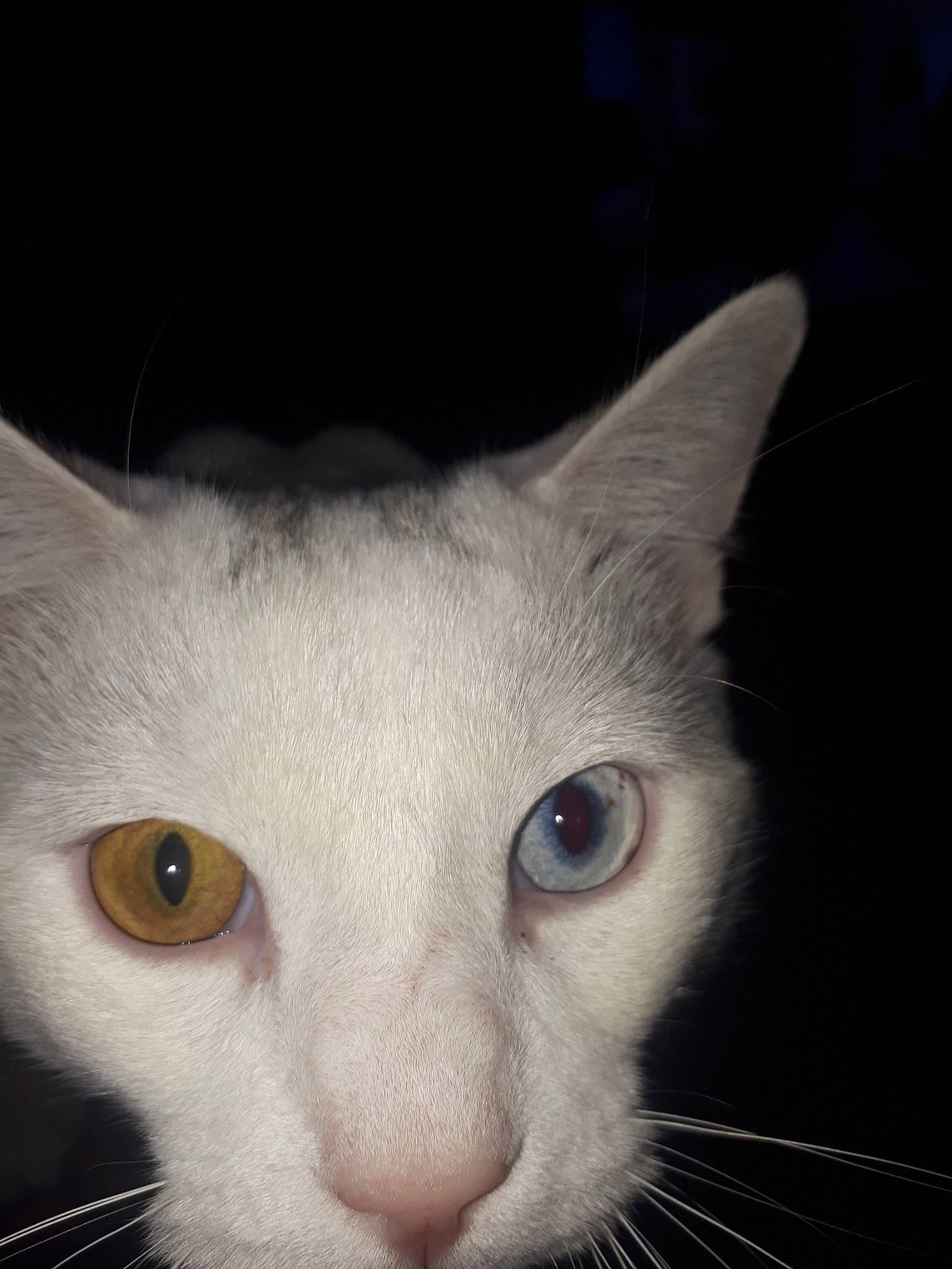 Zoe a rejoint le concours — aidez-le/la à gagner de superbes lots ! carnivore, cat, close_up, colorpoint_shorthair, ear, eye, felidae, fur, javanese, khao_manee, mammal, nose, ojos_azules, oriental_longhair, oriental_shorthair, small_to_medium_sized_cats, snout, turkish_angora, vertebrate, whiskers