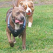 Louna participe au concours pour gagner de l'argent avec cette photo : active, animal, ball, brown_dog, canine, dog, dogs, fence, field, grass, happy, harness, nature, outdoor, pet, play, running, tongue_out, two_animals, white_dog