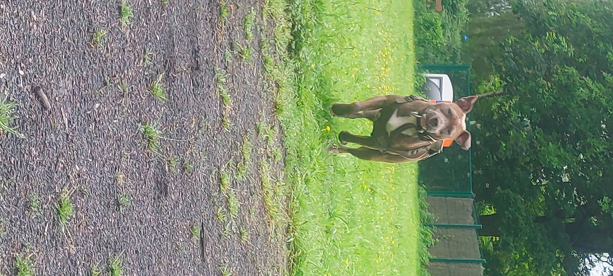 Louna a rejoint le concours — aidez-le/la à gagner de superbes lots ! carnivore, dog, dog_breed, fawn, forest, garden, grass, grass_family, groundcover, people_in_nature, plant, shrub, sporting_group, tail, terrestrial_plant, tree, trunk, wildlife, wood, working_animal