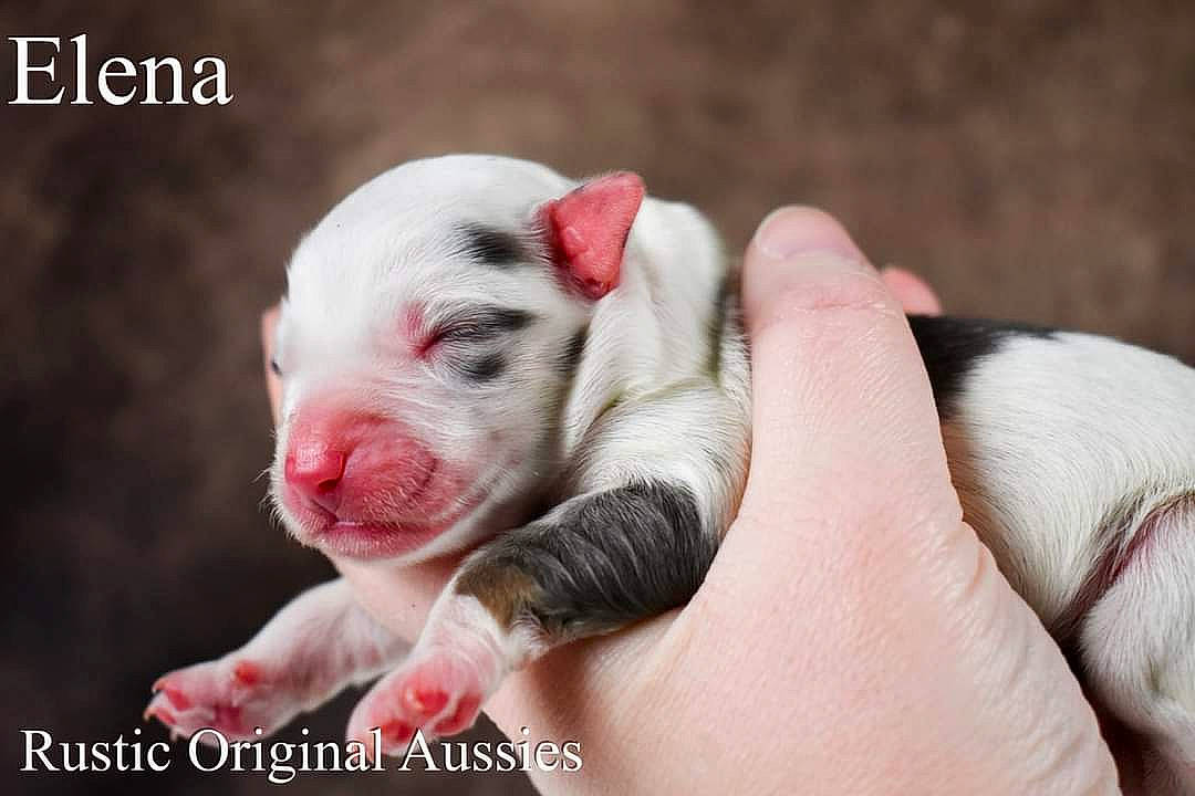 Elena joined the competition — help win amazing prizes! canidae, carnivore, close_up, comfort, companion_dog, dog, dog_breed, dogo_argentino, dogo_guatemalteco, fawn, nail, paw, puppy_love, snout, sporting_group, terrestrial_animal, toy_dog, whiskers, working_animal, wrinkle