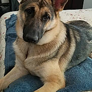 Freya joined the competition — help win amazing prizes! accessories, animal, bag, bed, bedroom, blanket, canine, cushion, dog, face, furniture, germanshepherd, handbag, head, indoors, person, pet, photoframe, puppy, room