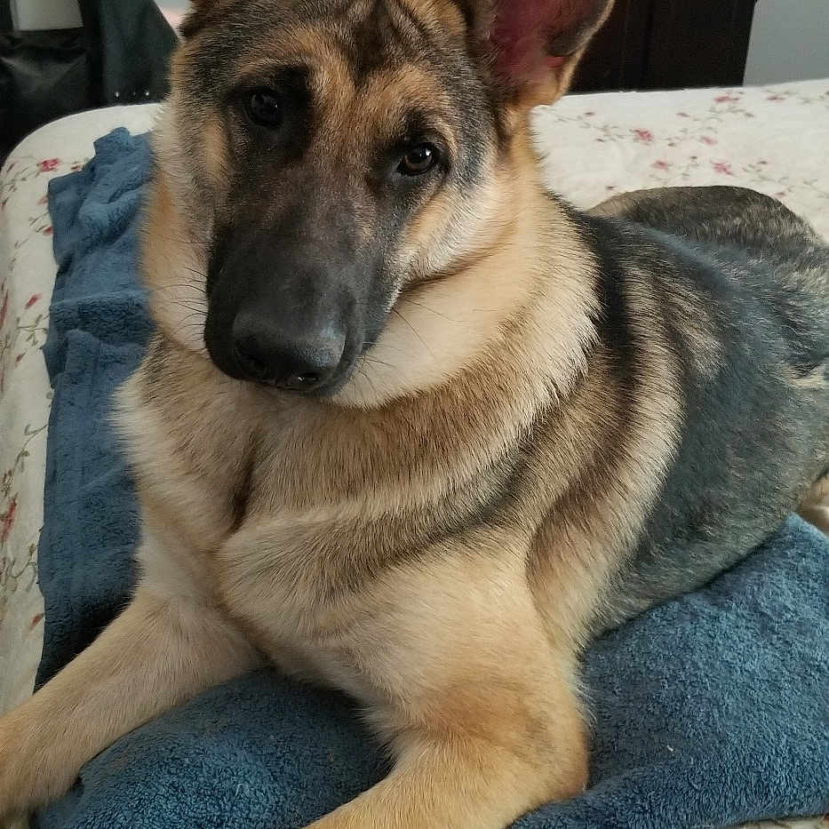 Freya