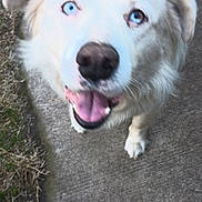 Aussie joined the competition — help win amazing prizes! accessories, animal, bodypart, canine, collie, dog, eskimodog, goldenretriever, hound, husky, labradorretriever, leash, mouth, person, pet, puppy, strap, terrier, tongue, whitedog
