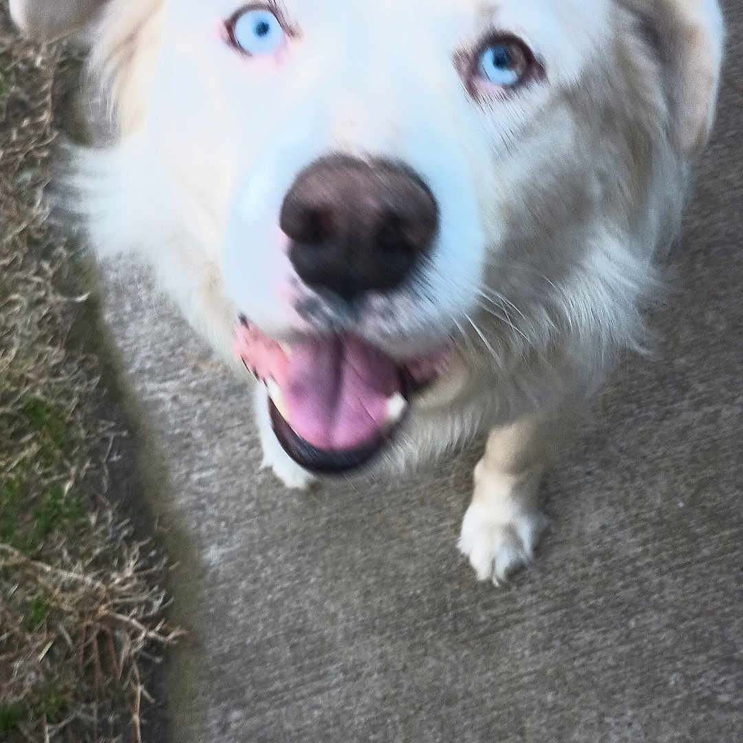 Aussie