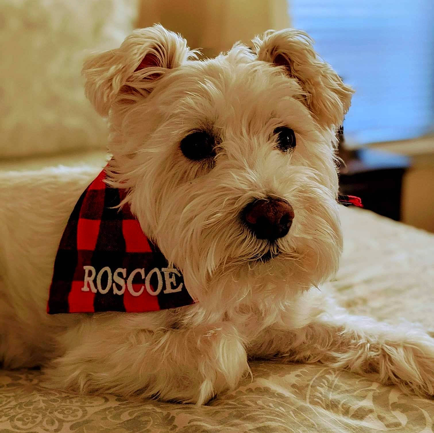 Roscoe joined the competition — help win amazing prizes! biewer_terrier, canidae, carnivore, companion_dog, dog, dog_breed, dog_supply, flooring, fur, maltepoo, non_sporting_group, scottish_terrier, small_terrier, snout, sporting_group, terrier, toy_dog, working_animal