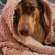 Tess a rejoint le concours — aidez-le/la à gagner de superbes lots ! animal, blanket, brown, comfort, couch, cozy, cute, dog, ears, face, fur, indoor, nose, pet, relaxed, resting, snuggled, soft, texture, warm