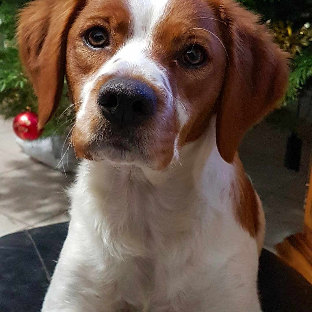 Minette a rejoint le concours — aidez-le/la à gagner de superbes lots ! animal, brown_and_white, canine, christmas_tree, close_up, companion, cute, dog, domestic, ears, eyes, festive, fur, holiday, indoor, ornament, pet, portrait, snout, whiskers