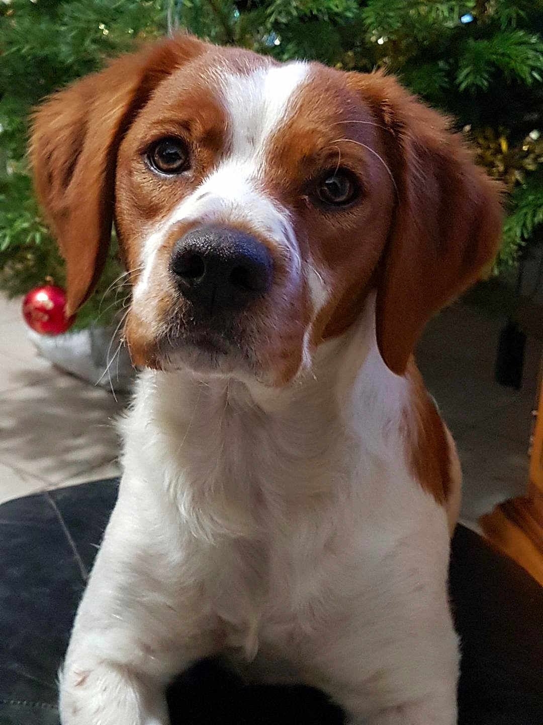 Minette a rejoint le concours — aidez-le/la à gagner de superbes lots ! dog, brown_and_white, pet, animal, indoor, christmas_tree, ornament, close_up, cute, fur, ears, eyes, snout, whiskers, holiday, festive, domestic, portrait, canine, companion