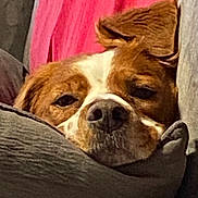 Paula a rejoint le concours — aidez-le/la à gagner de superbes lots ! dog, resting, cushion, blanket, brown, white, nose, ears, sleepy, pet, indoor, close_up, cozy, fur, comfort, relaxed, animal, canine, portrait, home