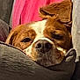 dog, resting, cushion, blanket, brown, white, nose, ears, sleepy, pet, indoor, close_up, cozy, fur, comfort, relaxed, animal, canine, portrait, home