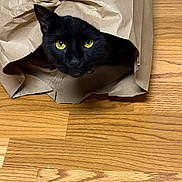 Gypsy joined the competition — help win amazing prizes! cat, black_cat, paper_bag, wooden_floor, pet, animal, curious, indoor, feline, whiskers, ears, yellow_eyes, playful, hiding, domestic_cat, crumpled_paper, flooring, closeup, head, cute