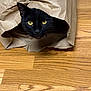 cat, black_cat, paper_bag, wooden_floor, pet, animal, curious, indoor, feline, whiskers, ears, yellow_eyes, playful, hiding, domestic_cat, crumpled_paper, flooring, closeup, head, cute