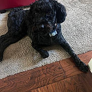 Moe joined the competition — help win amazing prizes! dog, black_dog, pet, animal, lying_down, carpet, hardwood_floor, indoors, home, living_room, collar, tag, curly_fur, shaggy_fur, floppy_ears, stretched_leg, relaxed, looking_at_camera, red_furniture, flooring