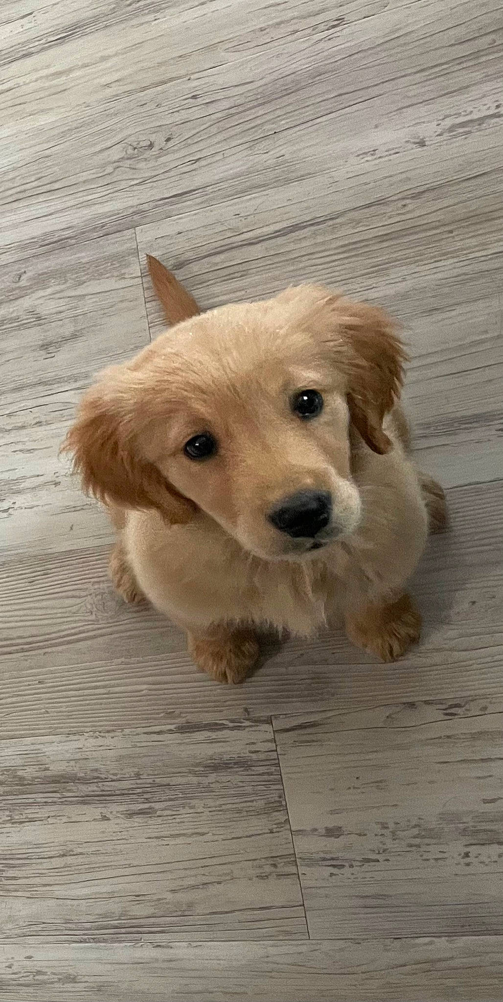 Tundra is registered to the contest to win money with this photo: canidae, carnivore, companion_dog, dog, dog_breed, ear, eye, fawn, flooring, fur, hardwood, liver, paw, pet_supply, snout, sporting_group, tail, whiskers, wood, working_animal