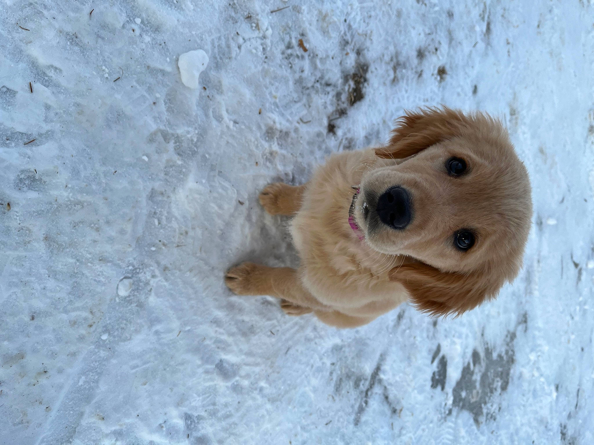 Tundra is registered to the contest to win money with this photo: carnivore, companion_dog, dog, dog_breed, dog_supply, freezing, fur, liver, puppy, retriever, snout, snow, sporting_group, toy, whiskers, winter