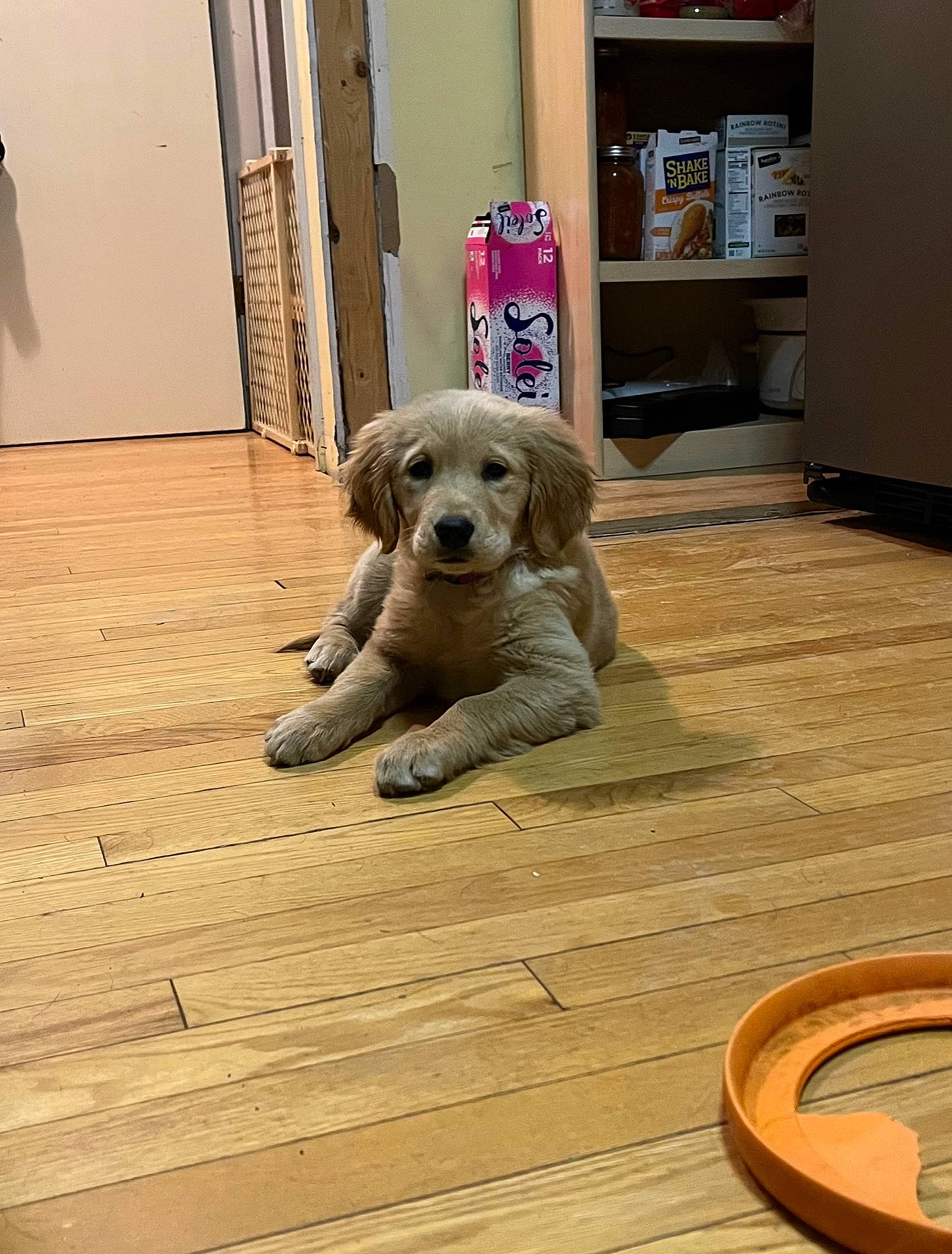 Tundra is registered to the contest to win money with this photo: bookcase, carnivore, chair, companion_dog, dog, dog_breed, fawn, floor, flooring, hardwood, laminate_flooring, plank, refrigerator, shelf, snout, varnish, wood, wood_flooring, wood_stain, working_animal