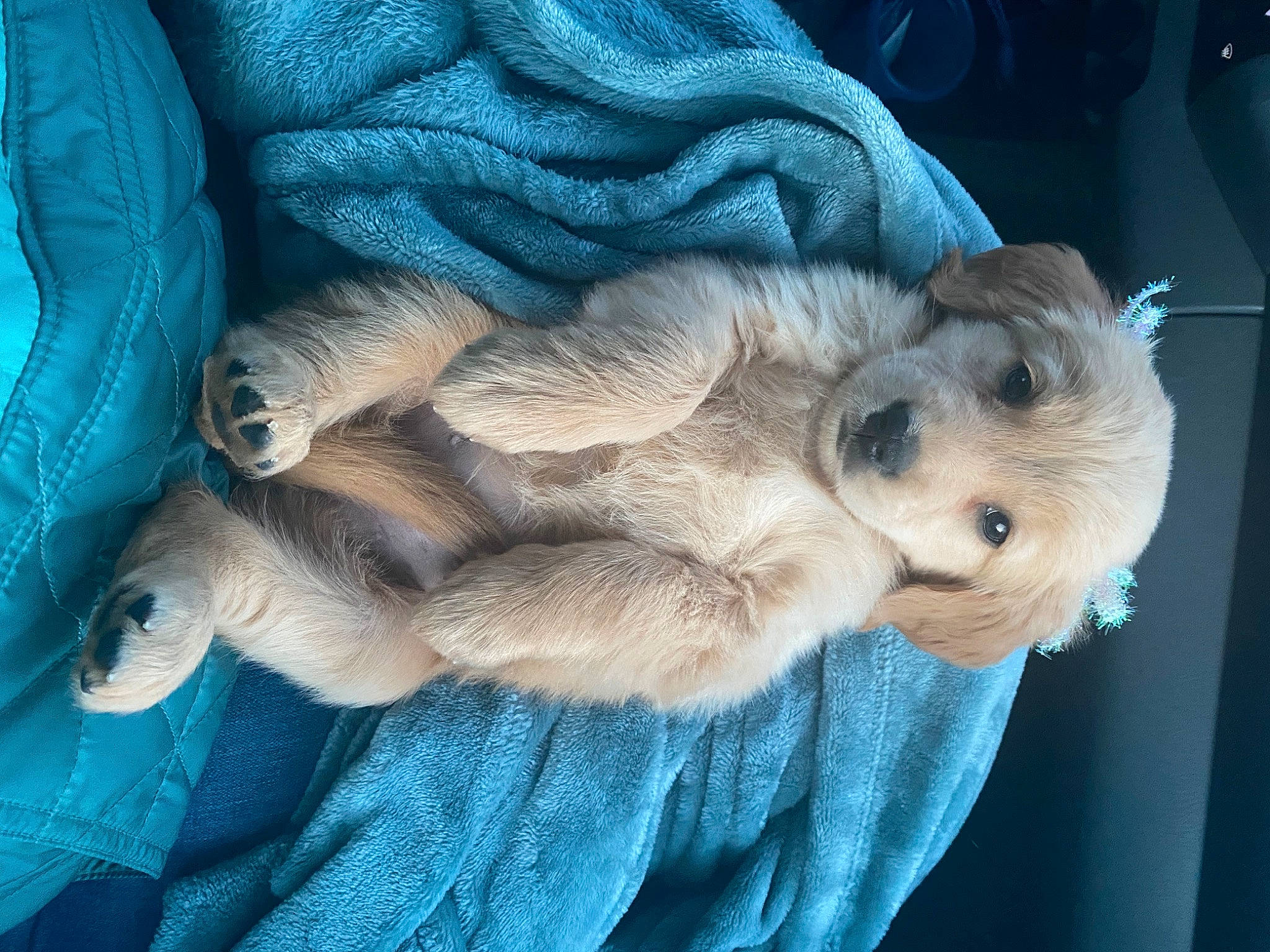 Tundra is registered to the contest to win money with this photo: blue, canidae, carnivore, comfort, companion_dog, dog, dog_breed, electric_blue, fawn, felidae, fur, nap, paw, small_to_medium_sized_cats, snout, sporting_group, tail, terrier, toy_dog, whiskers