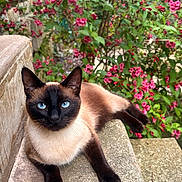 Pépita a rejoint le concours — aidez-le/la à gagner de superbes lots ! cat, siamese_cat, blue_eyes, black_face, brown_fur, short_hair, animal, pet, feline, portrait, close_up, outdoor, garden, flowers, pink_flowers, greenery, stone_ledge, lounging, pointed_ears, symmetrical_face