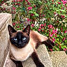 cat, siamese_cat, blue_eyes, black_face, brown_fur, short_hair, animal, pet, feline, portrait, close_up, outdoor, garden, flowers, pink_flowers, greenery, stone_ledge, lounging, pointed_ears, symmetrical_face