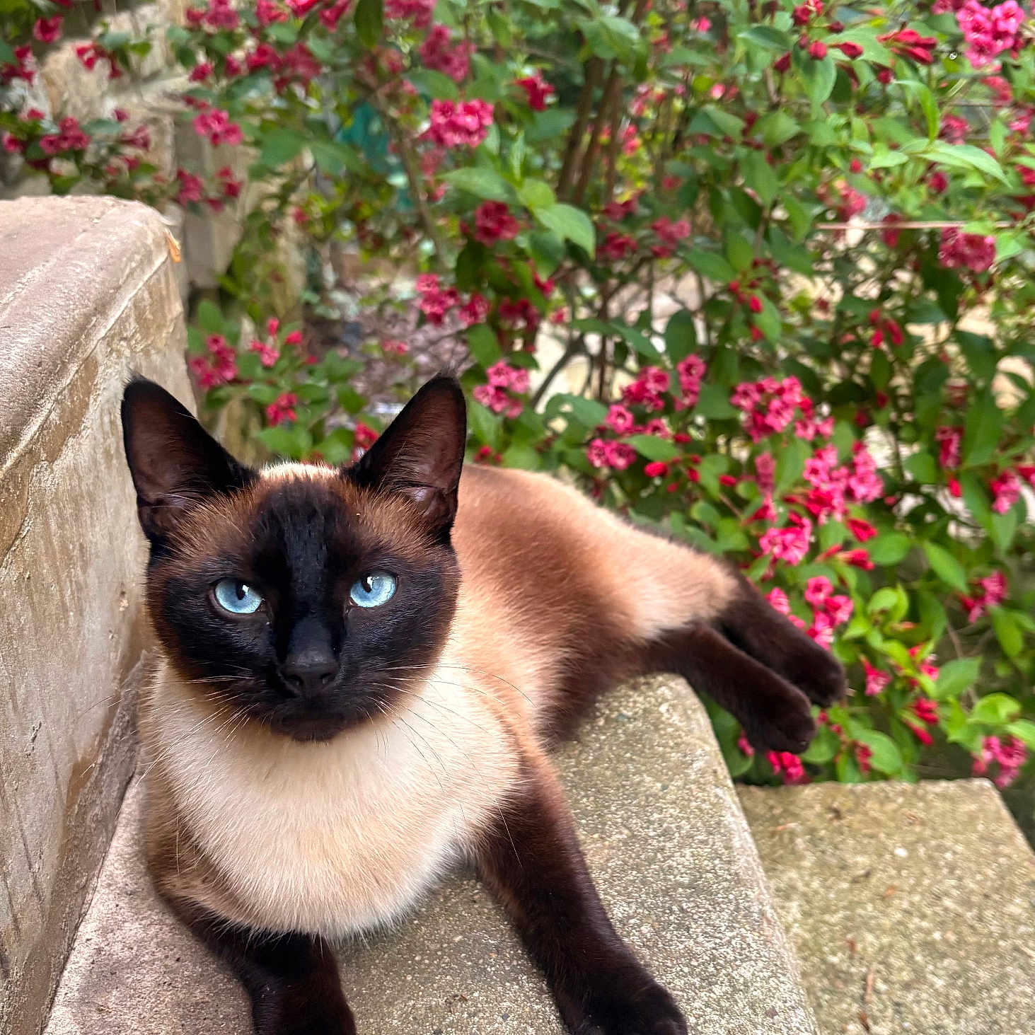 Pépita a rejoint le concours — aidez-le/la à gagner de superbes lots ! cat, siamese_cat, blue_eyes, black_face, brown_fur, short_hair, animal, pet, feline, portrait, close_up, outdoor, garden, flowers, pink_flowers, greenery, stone_ledge, lounging, pointed_ears, symmetrical_face