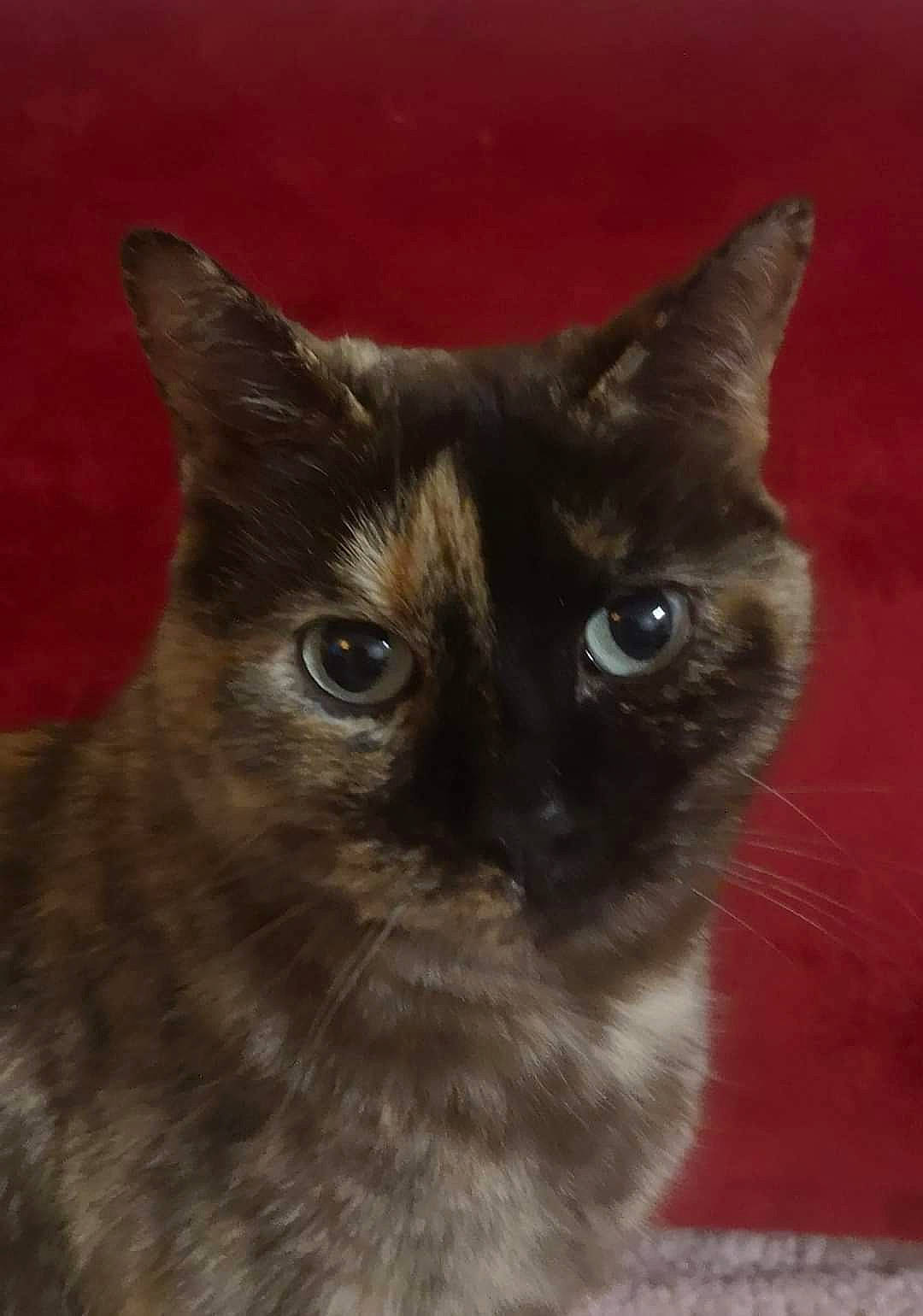 Incognito a rejoint le concours — aidez-le/la à gagner de superbes lots ! asian, balinese, burmese, carnivore, cat, domestic_short_haired_cat, eye, fawn, felidae, german_rex, iris, javanese, mammal, ojos_azules, siamese, small_to_medium_sized_cats, snout, thai, vertebrate, whiskers