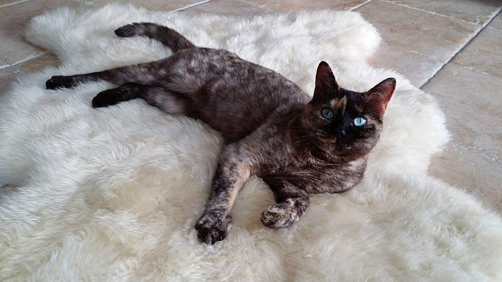 Incognito participe au concours pour gagner de l'argent avec cette photo : asian, black_cat, carnivore, cat, claw, cornish_rex, devon_rex, domestic_short_haired_cat, felidae, german_rex, javanese, mammal, oriental_longhair, rex_cat, small_to_medium_sized_cats, tail, thai, vertebrate, whiskers