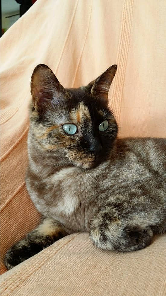 Incognito a rejoint le concours — aidez-le/la à gagner de superbes lots ! american_shorthair, american_wirehair, asian, australian_mist, burmese, carnivore, cat, domestic_short_haired_cat, european_shorthair, fawn, felidae, german_rex, mammal, ojos_azules, small_to_medium_sized_cats, snout, tabby_cat, thai, vertebrate, whiskers