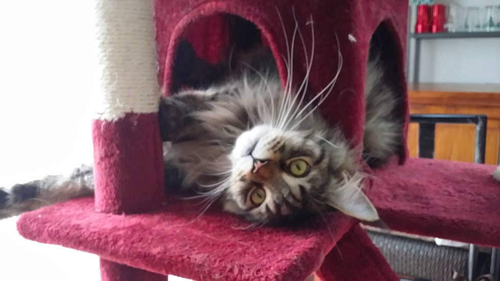 Jumper participe au concours pour gagner de l'argent avec cette photo : asian, carnivore, cat, domestic_long_haired_cat, domestic_short_haired_cat, felidae, fur, kitten, maine_coon, mammal, norwegian_forest_cat, persian, small_to_medium_sized_cats, snout, tabby_cat, vertebrate, whiskers