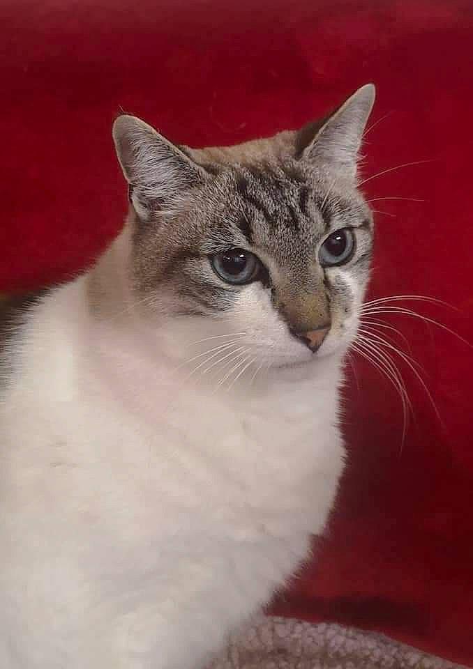 Galahad a rejoint le concours — aidez-le/la à gagner de superbes lots ! aegean_cat, american_wirehair, asian, burmilla, carnivore, cat, domestic_short_haired_cat, european_shorthair, felidae, kitten, mammal, ragdoll, small_to_medium_sized_cats, vertebrate, whiskers