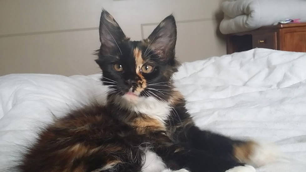 Lulu a rejoint le concours — aidez-le/la à gagner de superbes lots ! carnivore, cat, domestic_long_haired_cat, felidae, fur, kitten, maine_coon, mammal, norwegian_forest_cat, oriental_longhair, small_to_medium_sized_cats, turkish_angora, vertebrate, whiskers