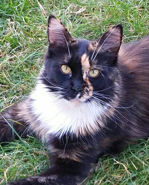 Lulu a rejoint le concours — aidez-le/la à gagner de superbes lots ! asian, asian_semi_longhair, black_cat, carnivore, cat, domestic_long_haired_cat, domestic_short_haired_cat, felidae, grass, kitten, maine_coon, mammal, norwegian_forest_cat, plant, small_to_medium_sized_cats, turkish_angora, vertebrate, whiskers, wild_cat