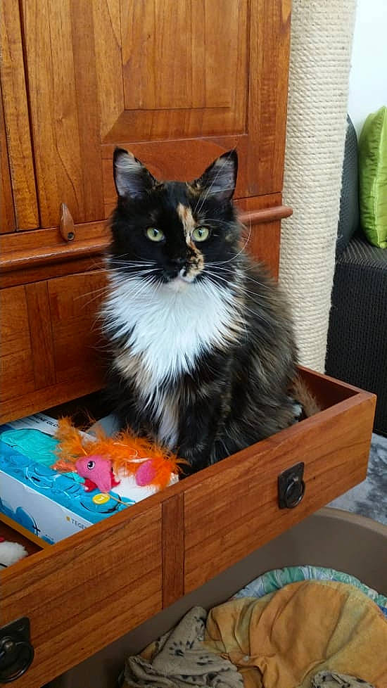 Lulu a rejoint le concours — aidez-le/la à gagner de superbes lots ! box, carnivore, cat, domestic_long_haired_cat, domestic_short_haired_cat, felidae, kitten, maine_coon, mammal, norwegian_forest_cat, ragamuffin, small_to_medium_sized_cats, whiskers