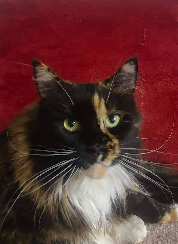 Lulu participe au concours pour gagner de l'argent avec cette photo : asian, asian_semi_longhair, black_cat, carnivore, cat, domestic_long_haired_cat, domestic_short_haired_cat, felidae, maine_coon, mammal, norwegian_forest_cat, persian, small_to_medium_sized_cats, snout, vertebrate, whiskers