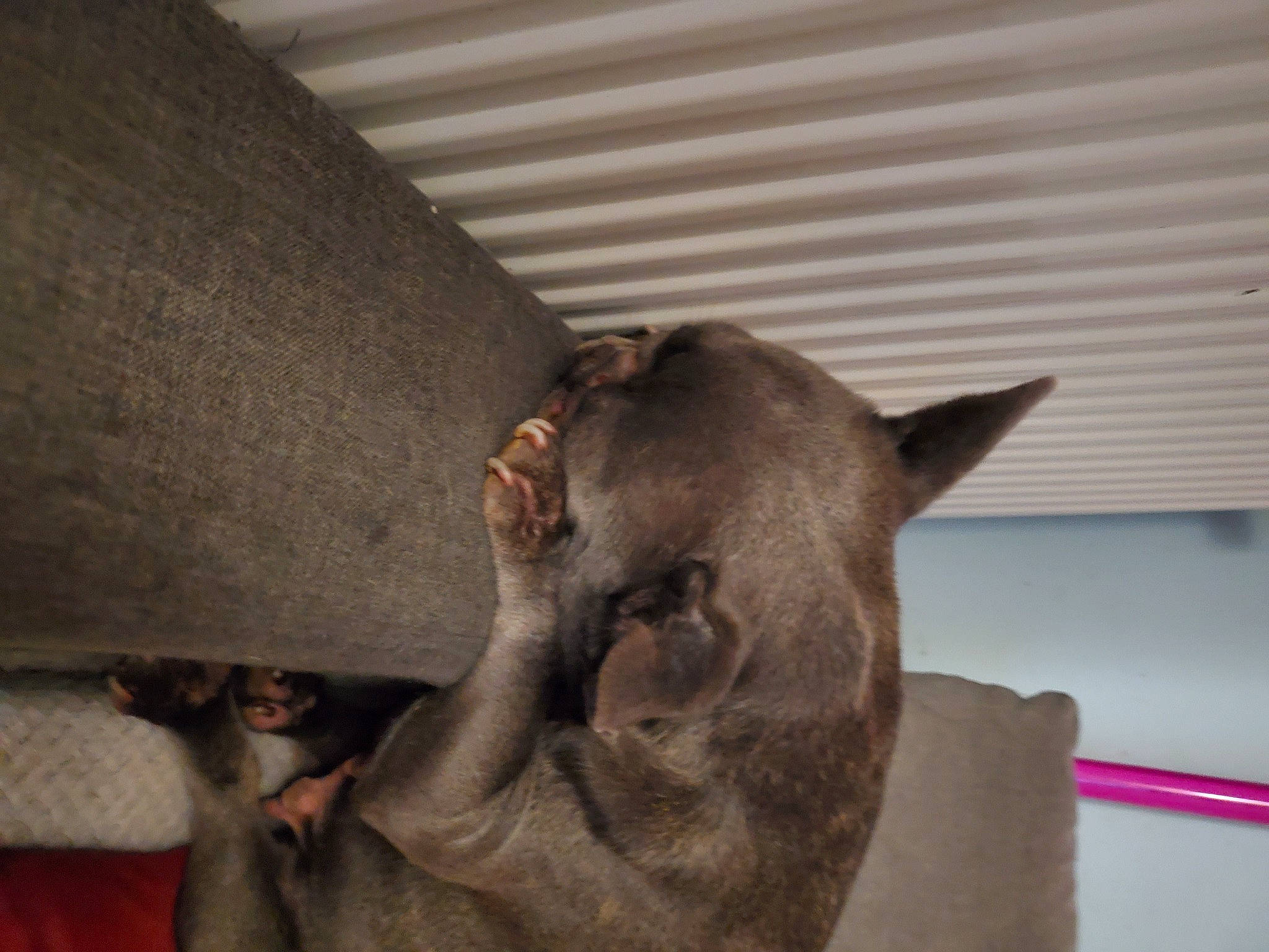 Cristal participe au concours pour gagner de l'argent avec cette photo : carnivore, comfort, dog_breed, domestic_short_haired_cat, ear, fawn, felidae, foot, fur, liver, paw, room, small_to_medium_sized_cats, snout, tail, terrestrial_animal, whiskers, wood, working_animal, wrinkle