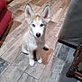 puppy, dog, husky, blue_eyes, indoor, floor, wooden_floor, furniture, red_couch, chair, pet, cute, sitting, ears, fur, animal, domestic_animal, young, alert, floor_tile