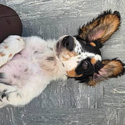 Banjo joined the competition — help win amazing prizes! dog, puppy, lying_down, ears_up, curious, spotted_fur, floor, gray_tiles, pet, animal, cute, young, mammal, domestic_animal, fur, nose, whiskers, playful, relaxed, indoor