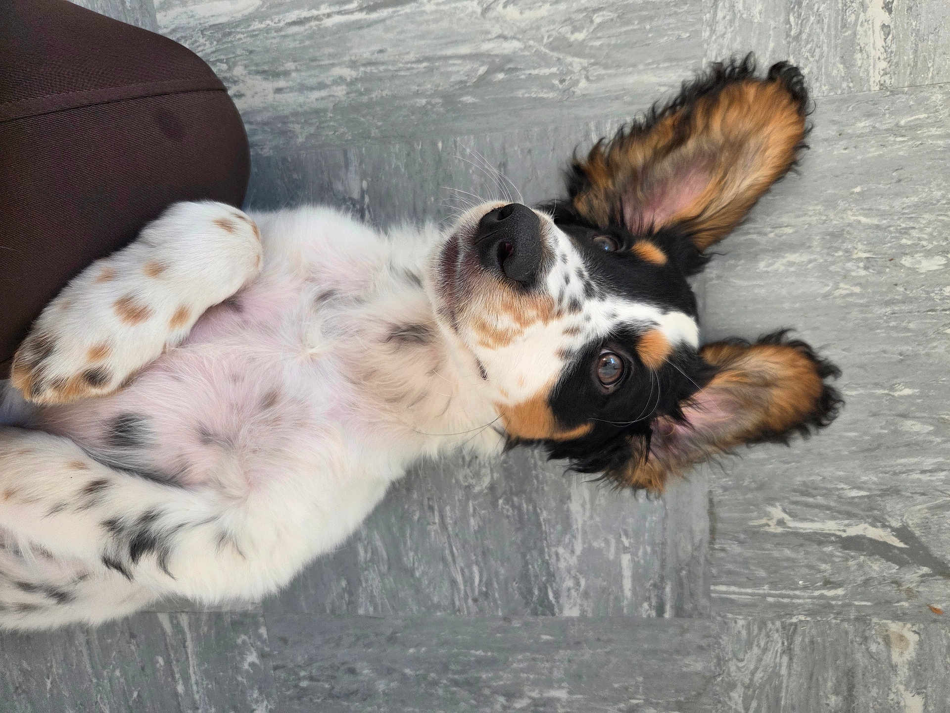 Banjo joined the competition — help win amazing prizes! dog, puppy, lying_down, ears_up, curious, spotted_fur, floor, gray_tiles, pet, animal, cute, young, mammal, domestic_animal, fur, nose, whiskers, playful, relaxed, indoor