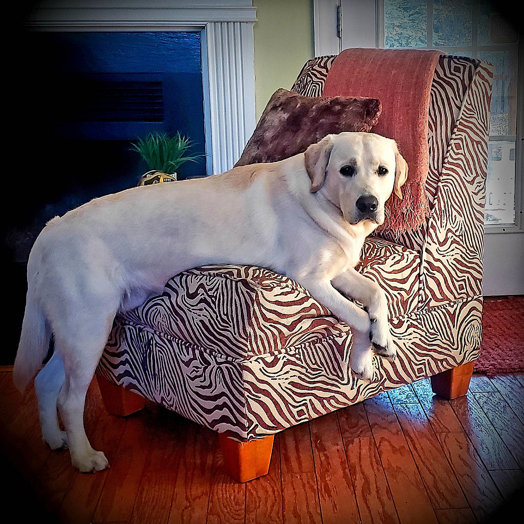 Huck is registered to the contest to win money with this photo: carnivore, chair, comfort, companion_dog, dog, dog_breed, dog_supply, fawn, floor, flooring, paw, pet_supply, plant, rectangle, retriever, sitting, snout, tail, whiskers, working_animal