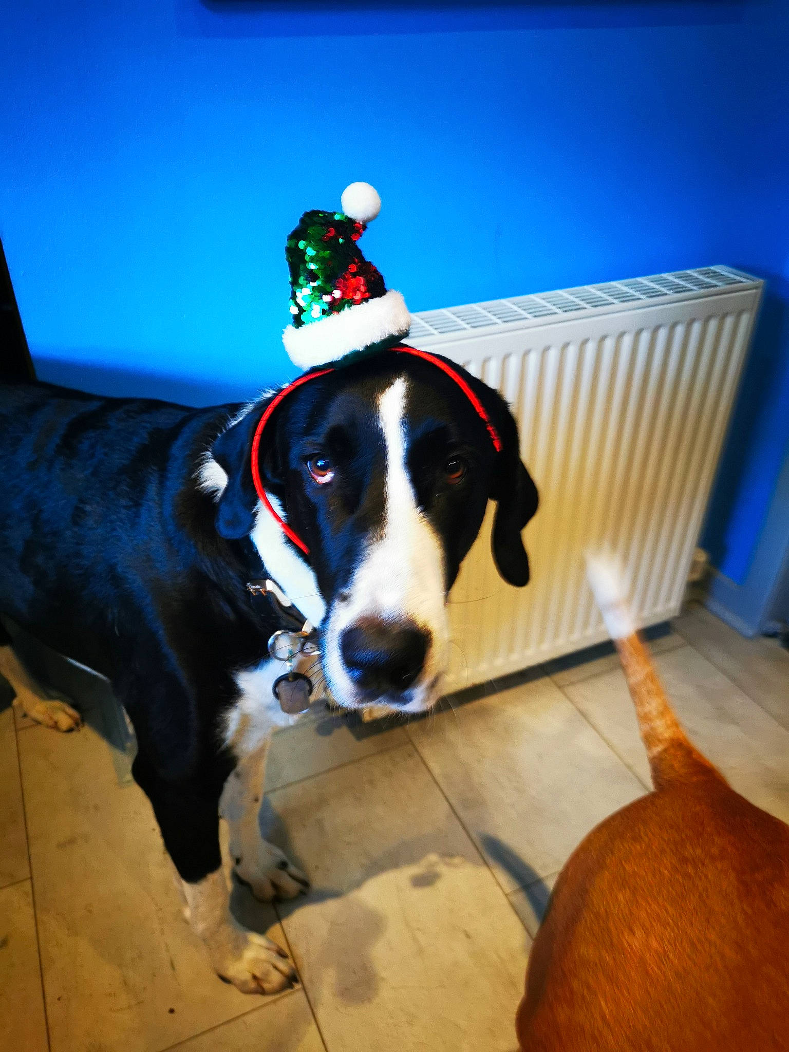 Milo is registered to the contest to win money with this photo: canidae, carnivore, collar, comfort, companion_dog, dog, dog_breed, dog_collar, dog_supply, electric_blue, flooring, fun, fur, non_sporting_group, personal_protective_equipment, snout, sporting_group, whiskers, working_animal, working_dog