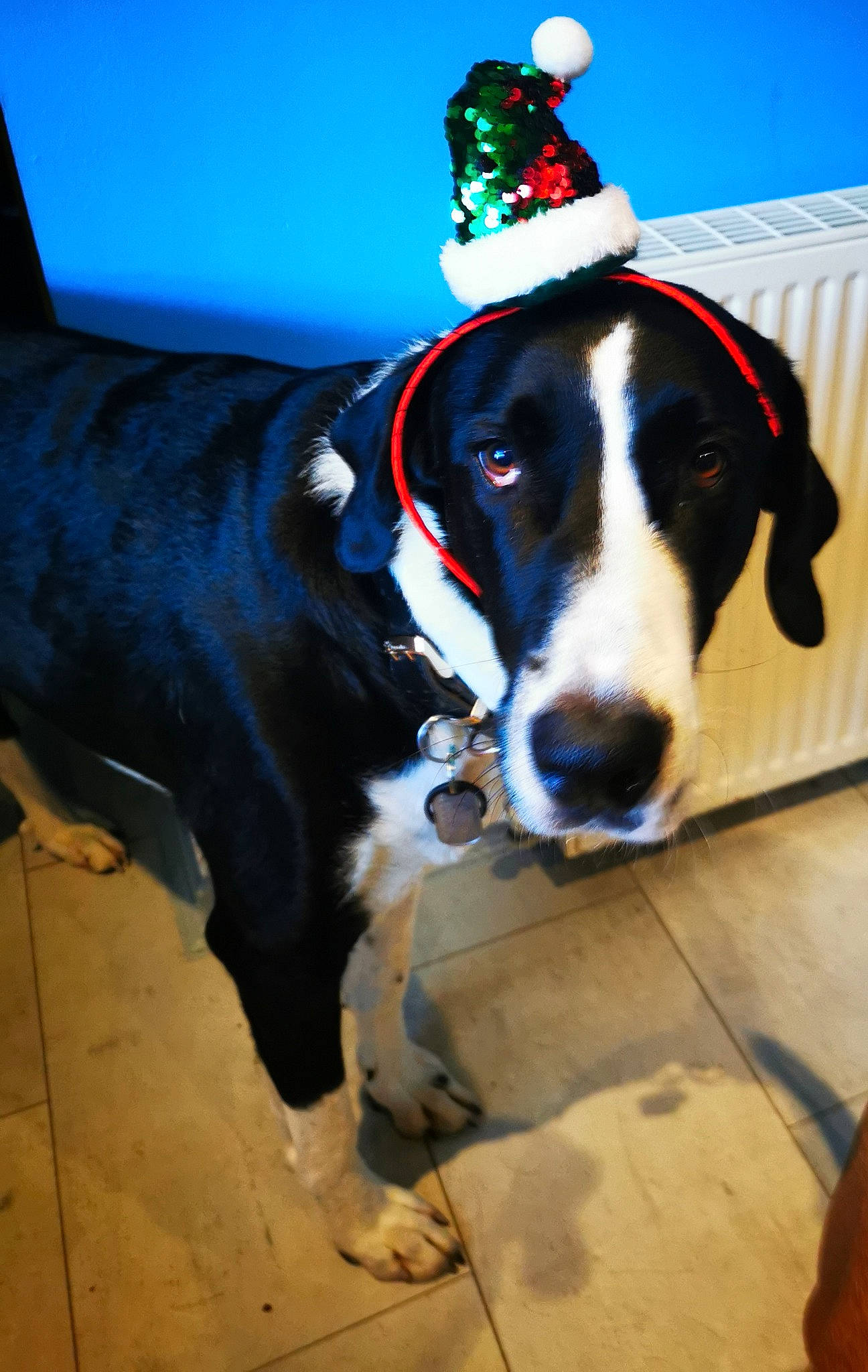 Milo is registered to the contest to win money with this photo: canidae, carmine, carnivore, collar, companion_dog, dog, dog_breed, dog_collar, dog_supply, electric_blue, fashion_accessory, flooring, fur, holiday, leash, pet_supply, snout, sporting_group, whiskers, working_animal