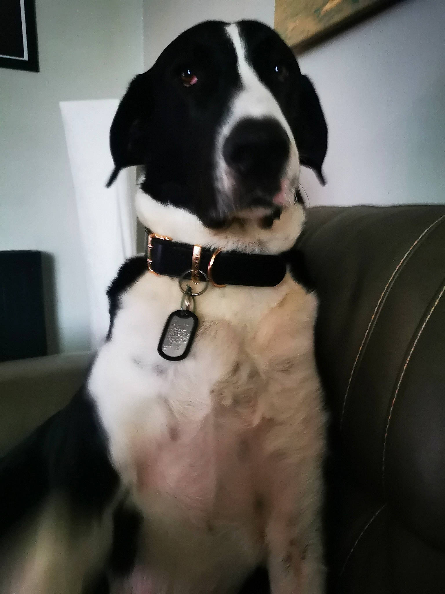 Milo is registered to the contest to win money with this photo: borador, canidae, carnivore, collar, companion_dog, dog, dog_breed, dog_collar, fur, great_dane, gun_dog, leash, pet_supply, picture_frame, pointing_breed, snout, sporting_group, whiskers, working_animal, working_dog