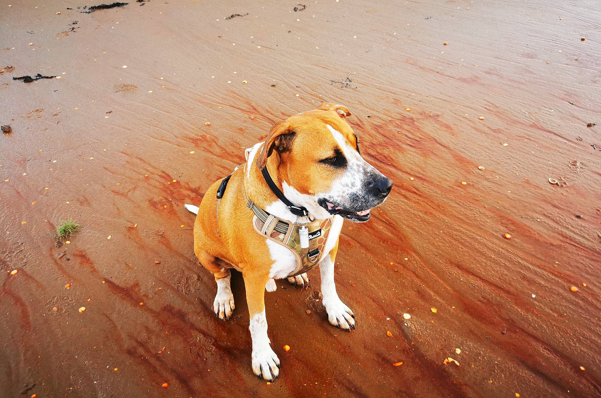 Titan joined the competition — help win amazing prizes! carnivore, collar, companion_dog, dog, dog_breed, dog_collar, dog_supply, flooring, hardwood, hound, paw, pet_supply, road_surface, tail, terrestrial_animal, varnish, wood, wood_flooring, working_animal, working_dog